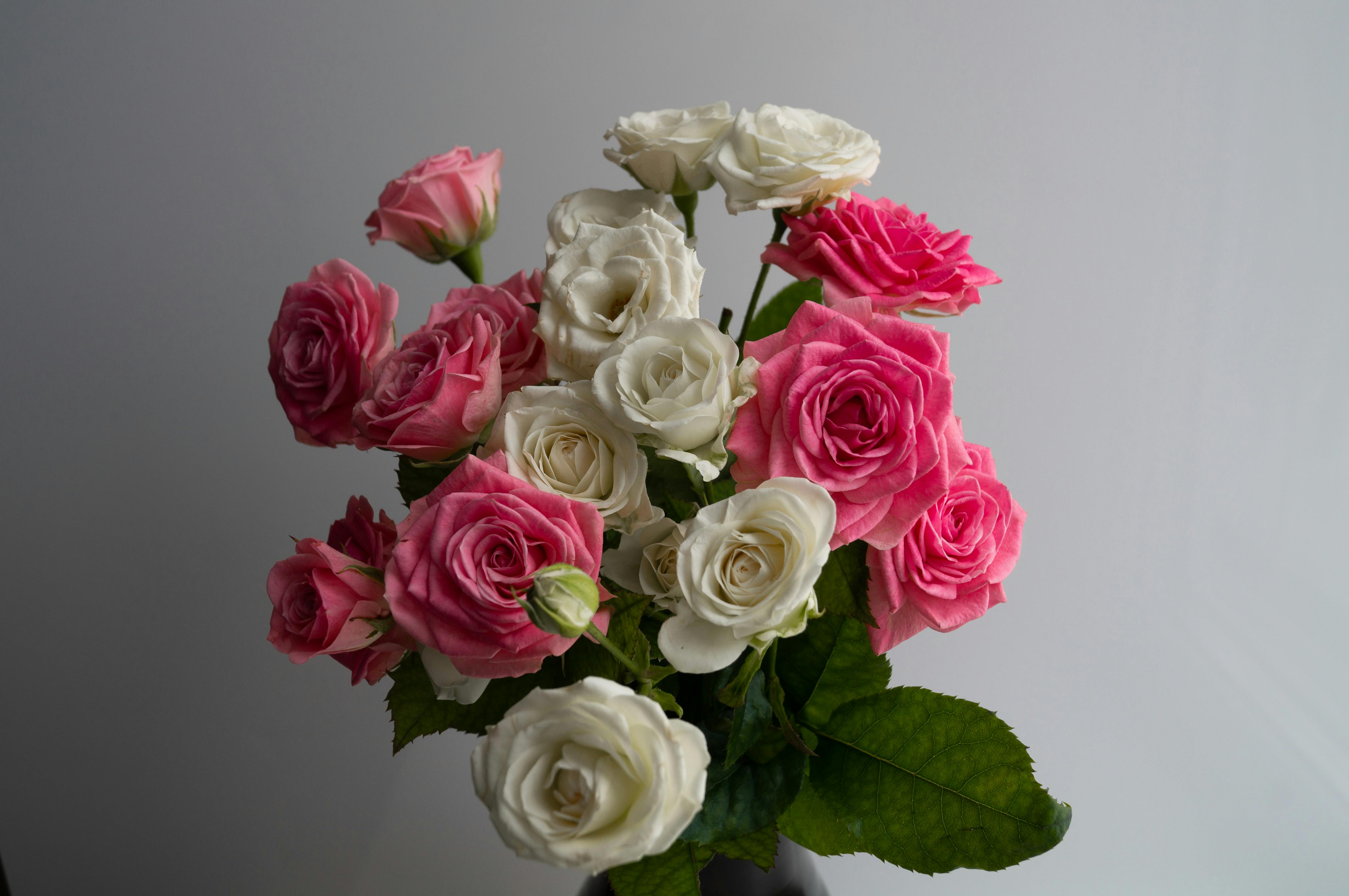 Single Red Rose
